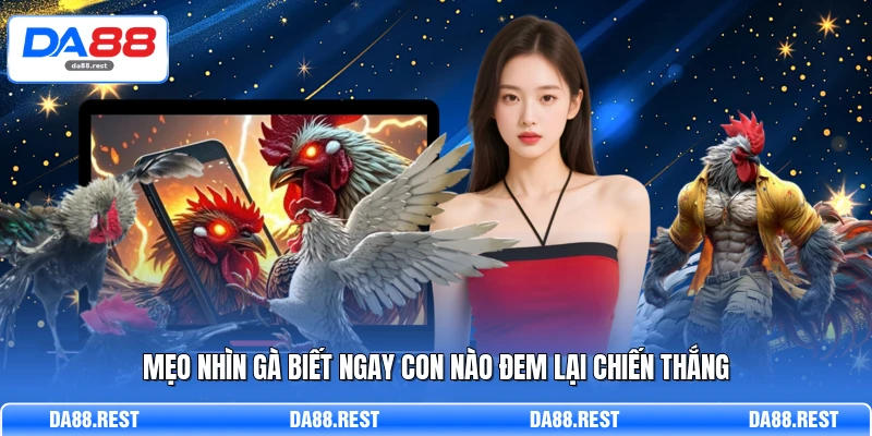 Đá Gà Thomo Từ Cách Xem Kèo Đến Đặt Cược Chuẩn Xác 4 Mẹo nhìn gà biết ngay con nào đem lại chiến thắng
