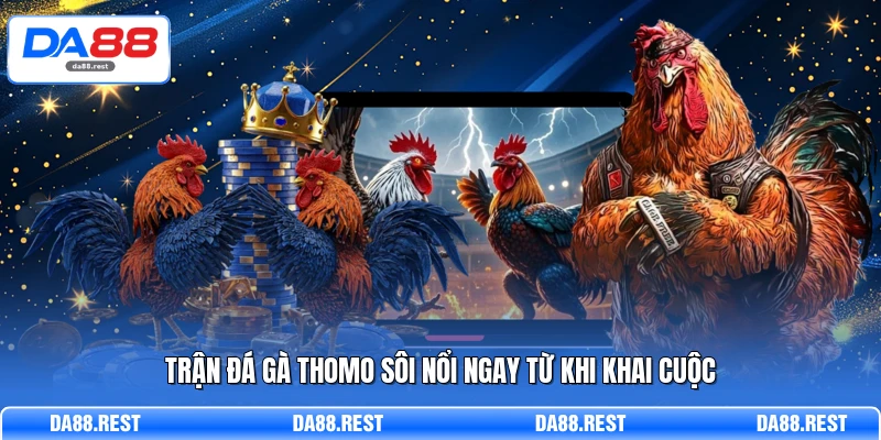 Đá Gà Thomo Từ Cách Xem Kèo Đến Đặt Cược Chuẩn Xác 2 Trận đá gà Thomo sôi nổi ngay từ khi khai cuộc